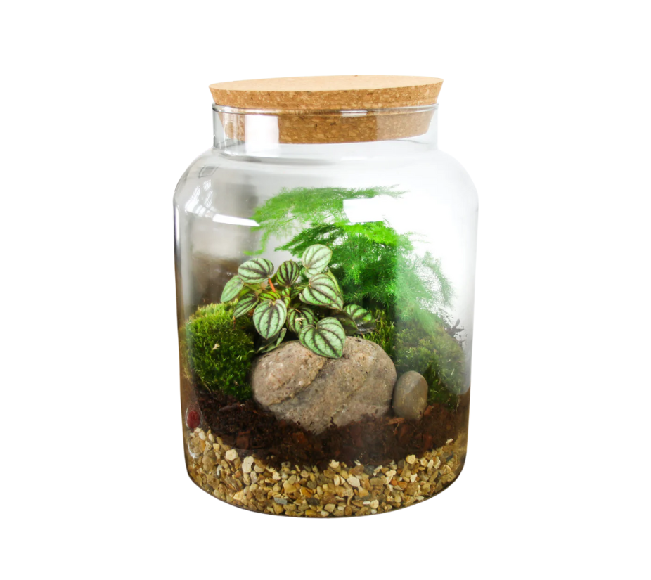 Terrarium &amp; Succulent Accessory Starter Jar Kit