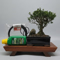 Premium Boxwood Bonsai Tree – Ready to Display