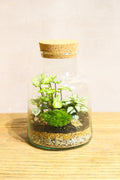 Slim Cork Jar terrarium kit