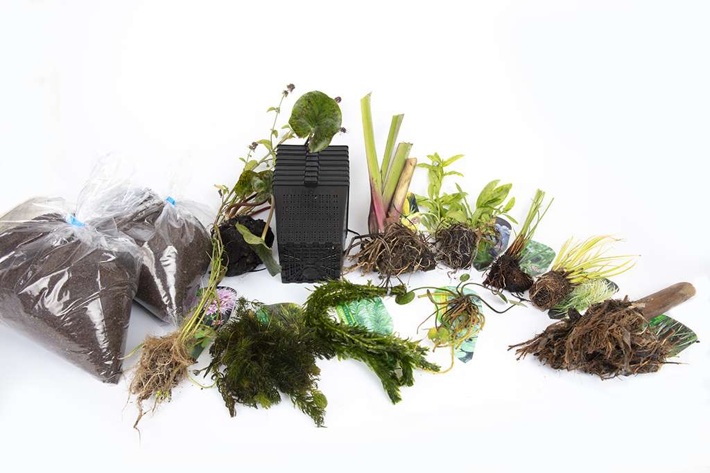 Pond Starter Packs - Pond topup Packs - Oxygenating - Compost and Pots Potted