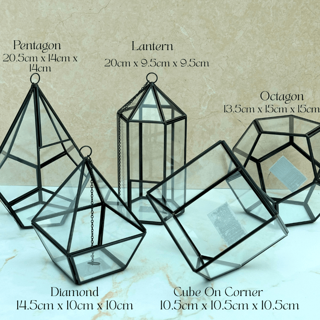 Terrarium Kit with Plants