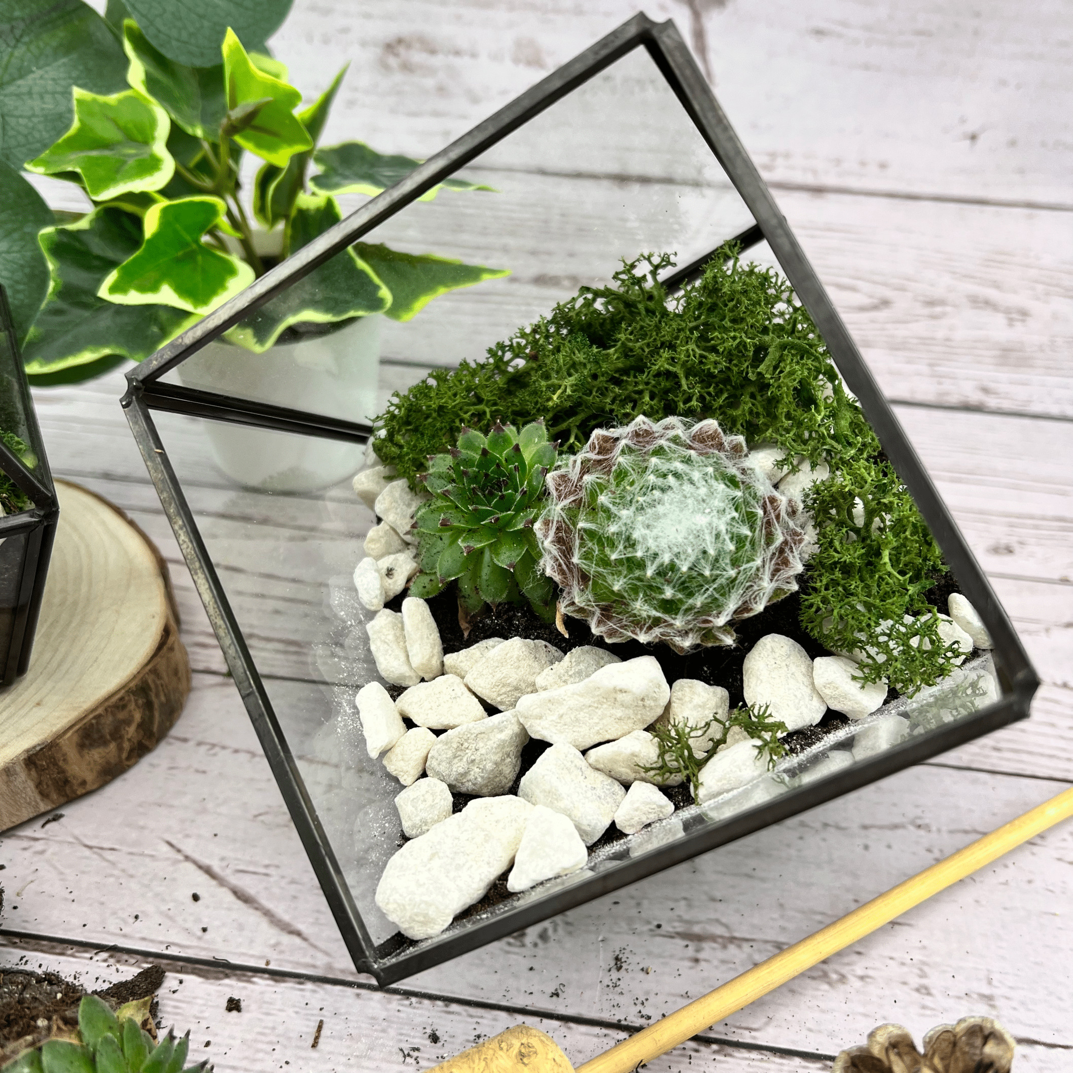 Terrarium Kit with Plants