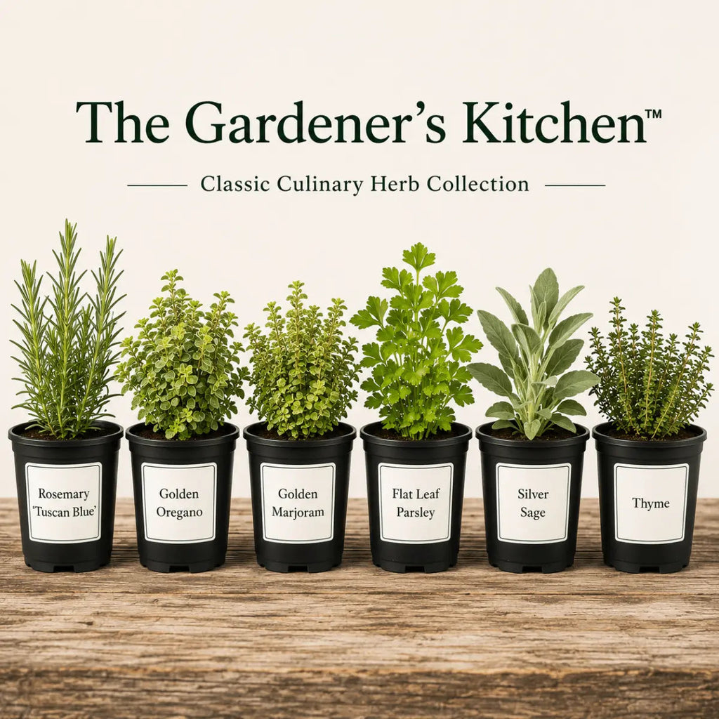 The Gardener's Kitchen – 6 Culinary Herb Plants UK