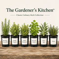 The Gardener's Kitchen – 6 Culinary Herb Plants UK